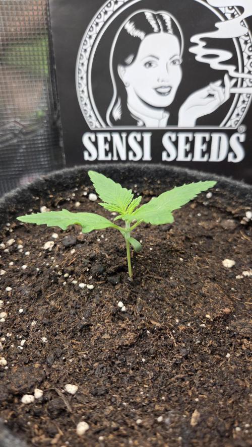 CCG / Sensi Malibu OG Gold. Week 1 - Tag 8