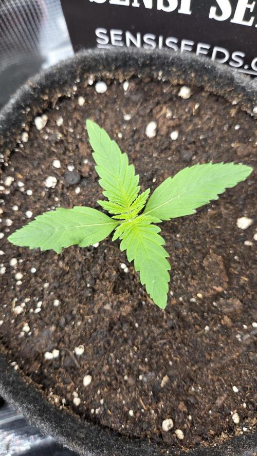 CCG / Sensi Malibu OG Gold. Week 1 - Tag 8