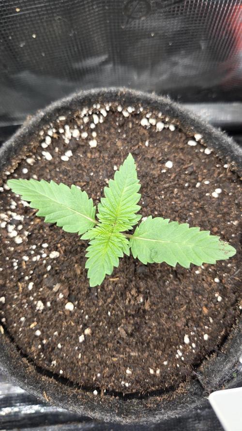 Tropicanna Poison F1 Fast Version. Week 1