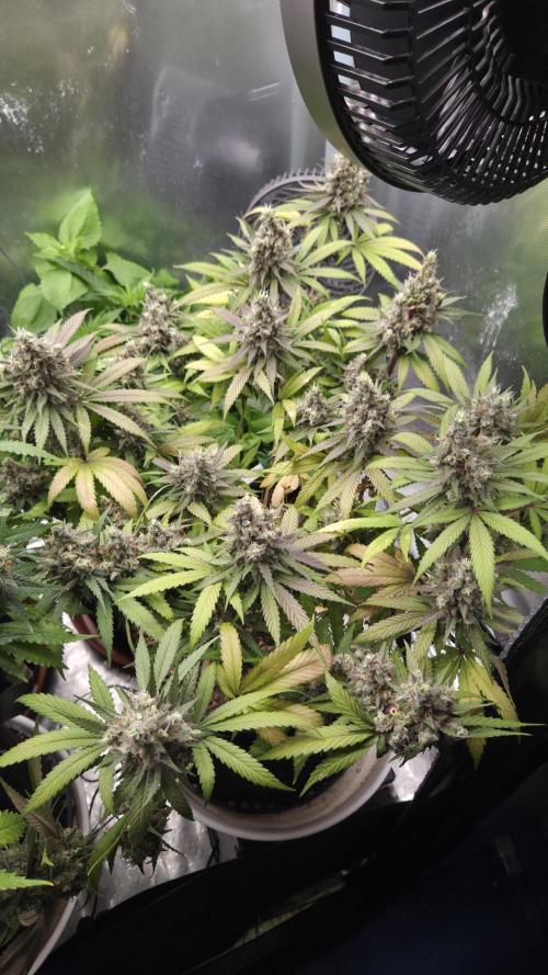 Kannabia Candy Cream Go Fast. Week 14 - Tag 100
Blütetag 64
