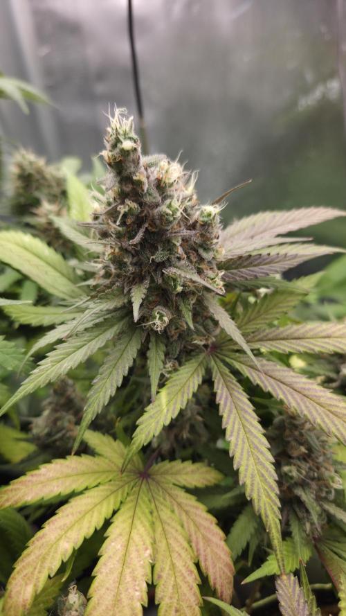 Kannabia Candy Cream Go Fast. Week 14 - Tag 100
Blütetag 64