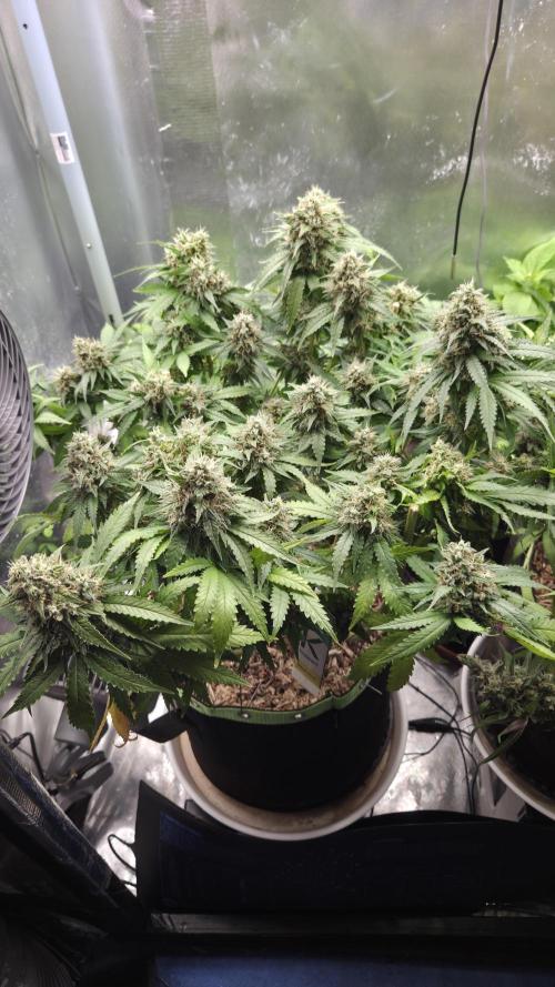 Kannabia Sunset Sherbet Go Fast. Week 15 - Tag 110
Blütetag 74