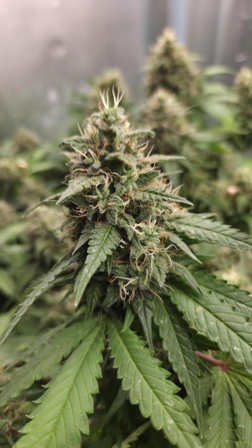 Sunset Sherbet Go Fast. Week 15
