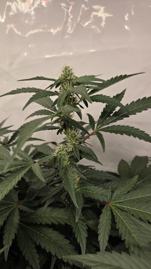 Kannabias Karibbean Mango. Week 10 - Tag 74
Blütetag 39