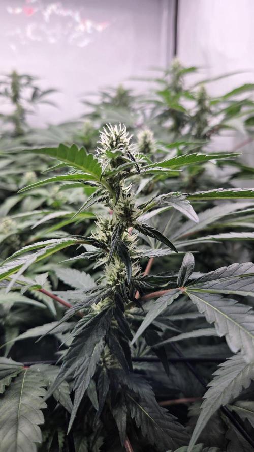 Kannabias Karibbean Mango. Week 10 - Tag 74
Blütetag 39