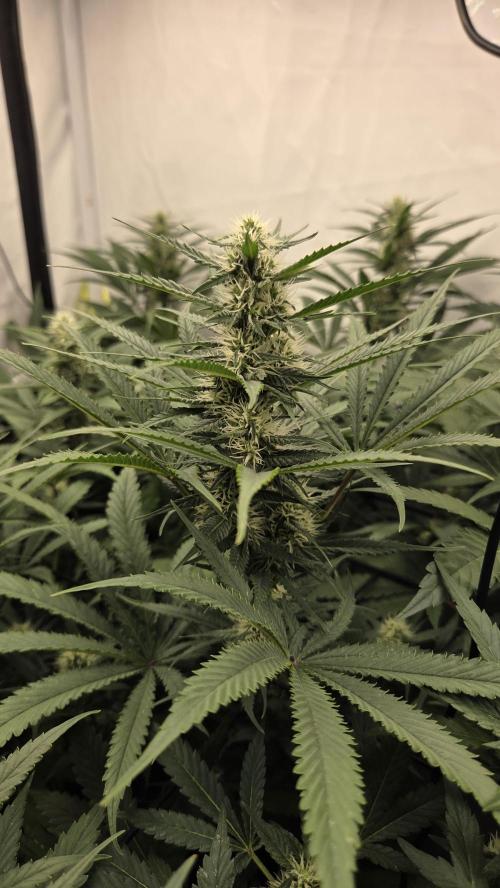 Kannabias Cherry Dream. Week 10 - Tag 74
Blütetag 39