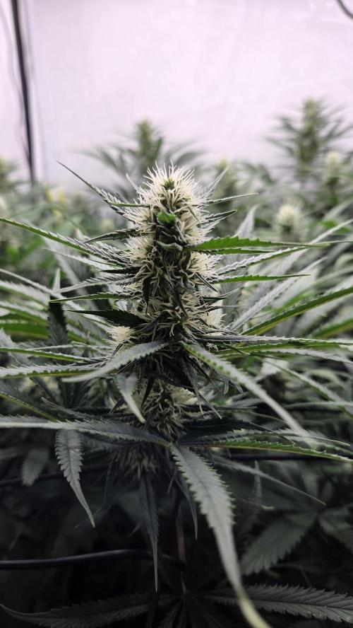 Kannabias Cherry Dream. Week 10 - Tag 74
Blütetag 39