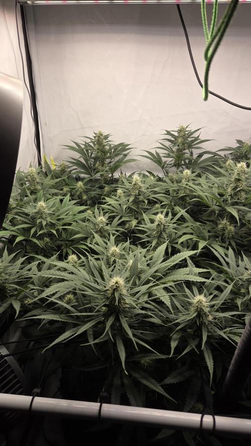 Kannabias Cherry Dream. Week 10 - Tag 75
Blütetag 40