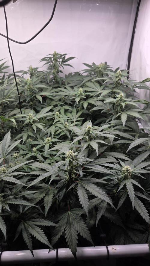 Kannabias Karibbean Mango. Week 10 - Tag 75
Blütetag 40