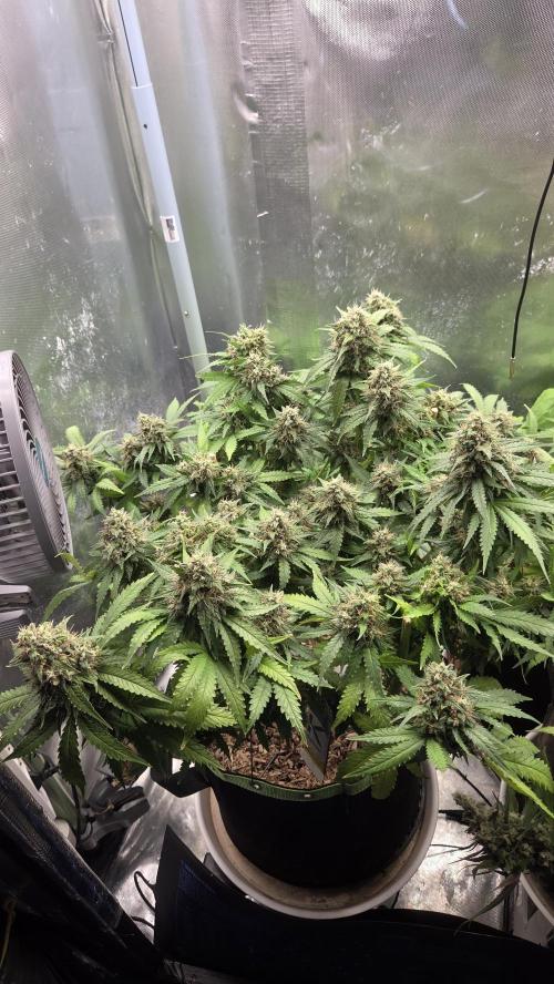 Kannabia Sunset Sherbet Go Fast. Week 15 - Tag 111
Blütetag 75
