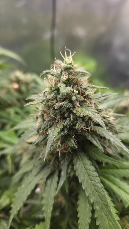Kannabia Sunset Sherbet Go Fast. Week 15 - Tag 111
Blütetag 75
