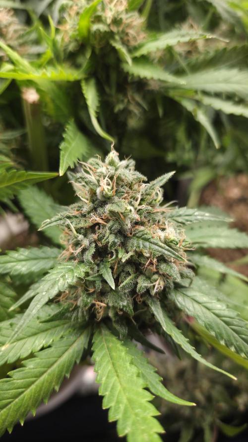 Kannabia Sunset Sherbet Go Fast. Week 15 - Tag 111
Blütetag 75
