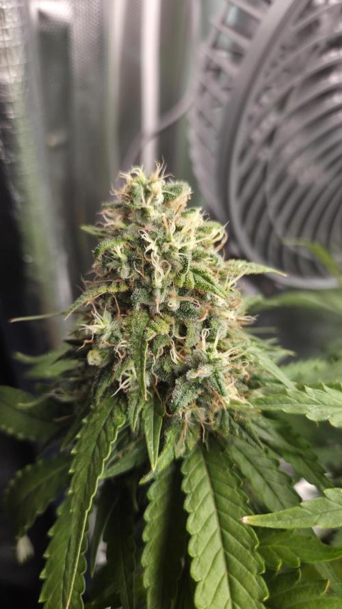 Kannabia Sunset Sherbet Go Fast. Week 15 - Tag 111
Blütetag 75
