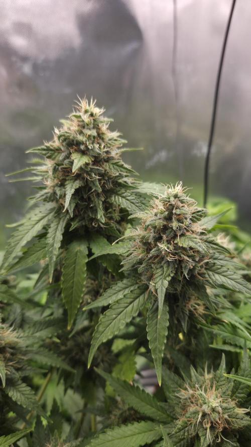 Sunset Sherbet Go Fast. Week 15