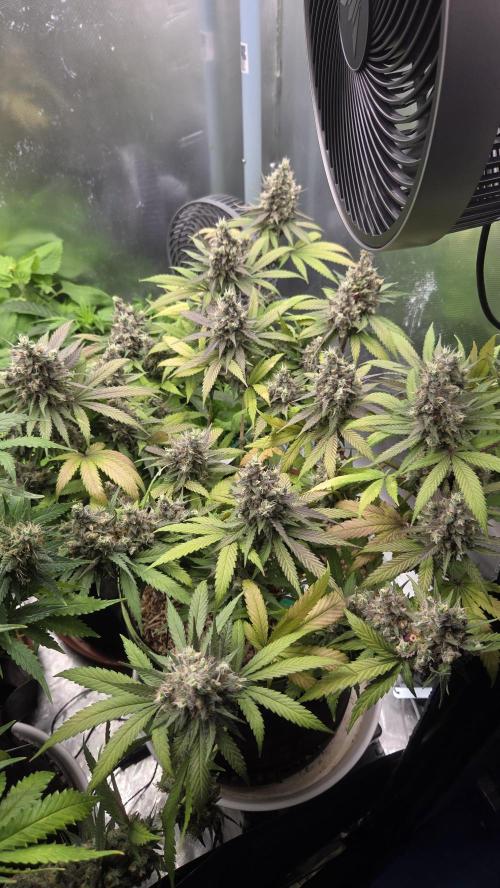 Kannabia Candy Cream Go Fast. Week 14 - Tag 101
Blütetag 65