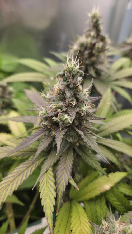Kannabia Candy Cream Go Fast. Week 14 - Tag 101
Blütetag 65