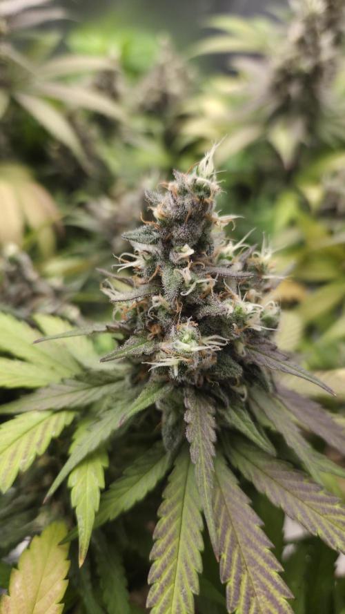 Kannabia Candy Cream Go Fast. Week 14 - Tag 101
Blütetag 65