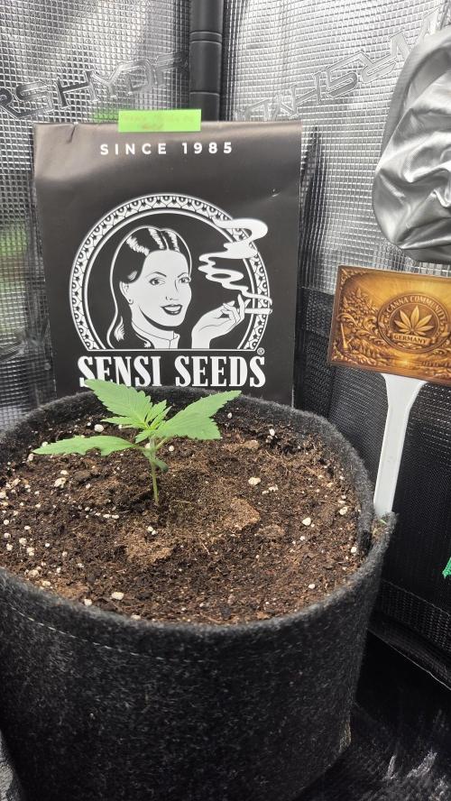 CCG / Sensi Malibu OG Gold. Week 1 - Tag 9