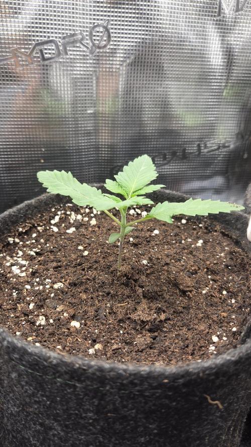 Tropicanna Poison F1 Fast Version. Week 1