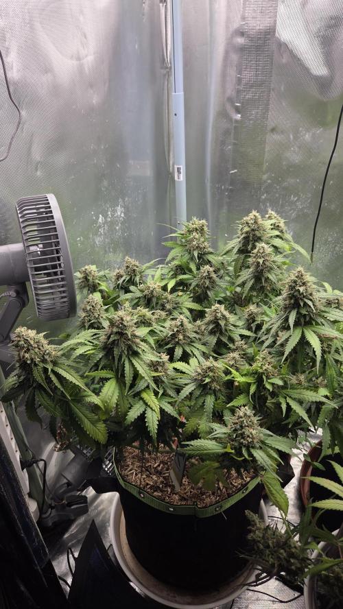 Sunset Sherbet Go Fast. Week 15