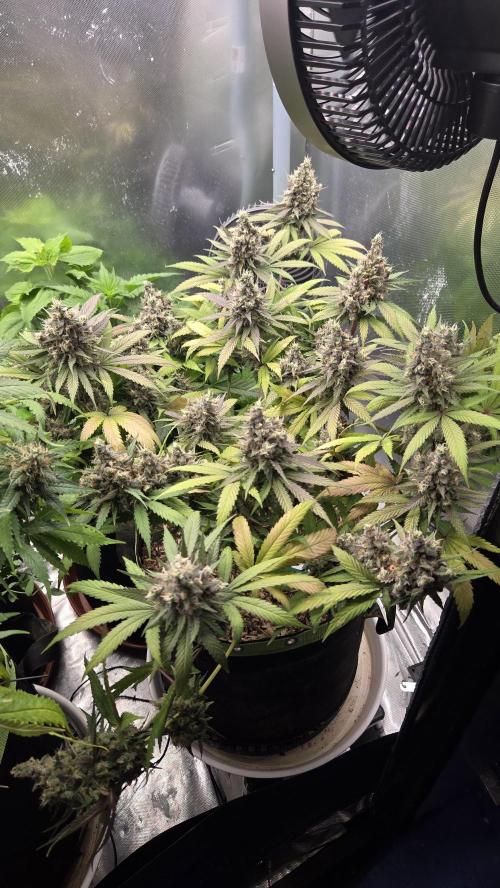 Kannabia Candy Cream Go Fast. Week 14 - Tag 102
Blütetag 66