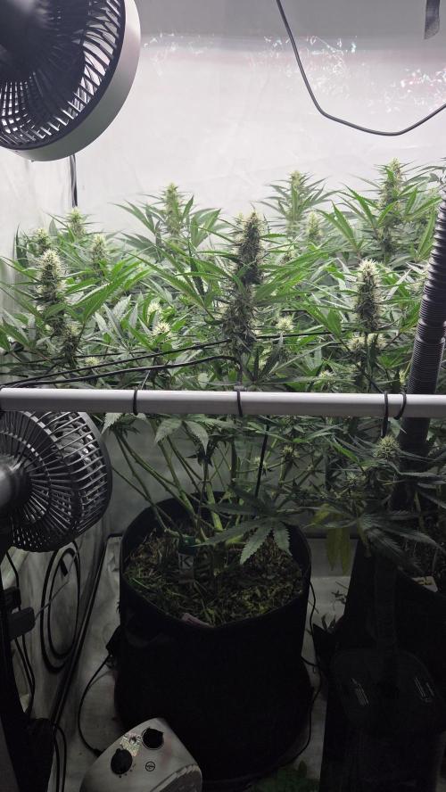 Kannabias Cherry Dream. Week 10 - Tag 76
Blütetag 41