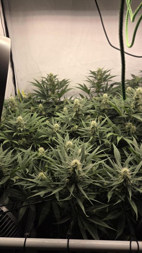 Kannabias Cherry Dream. Week 10 - Tag 76
Blütetag 41
