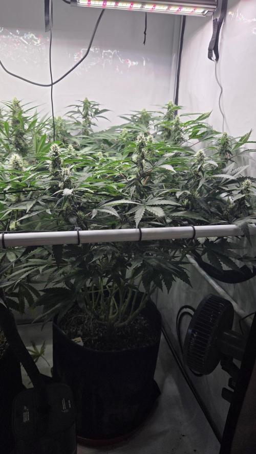 Kannabias Karibbean Mango. Week 10 - Tag 76
Blütetag 41