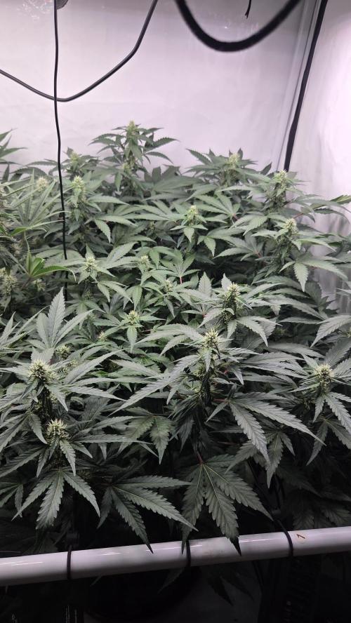Kannabias Karibbean Mango. Week 10 - Tag 76
Blütetag 41