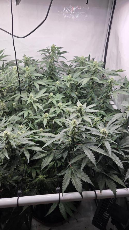 Kannabias Karibbean Mango. Week 10 - Tag 76
Blütetag 41
Etwas entlaubt