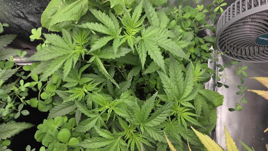 T.H.Seeds Bubble Banana Gum. Week 5 - Tag 38
Blütetag 3