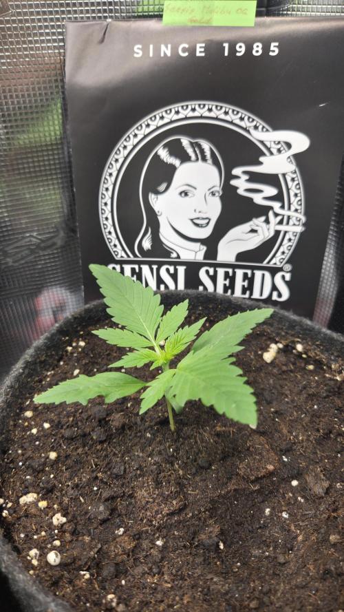 CCG / Sensi Malibu OG Gold. Week 1 - Tag 10

