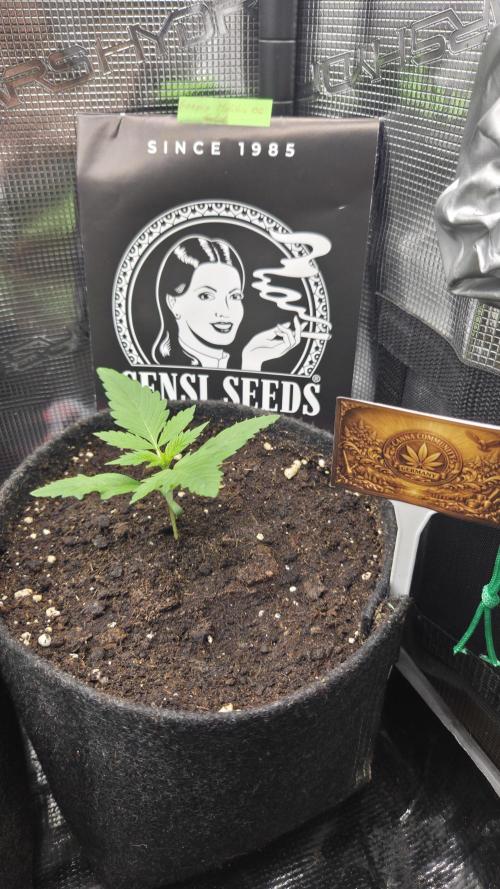 CCG / Sensi Malibu OG Gold. Week 1 - Tag 10