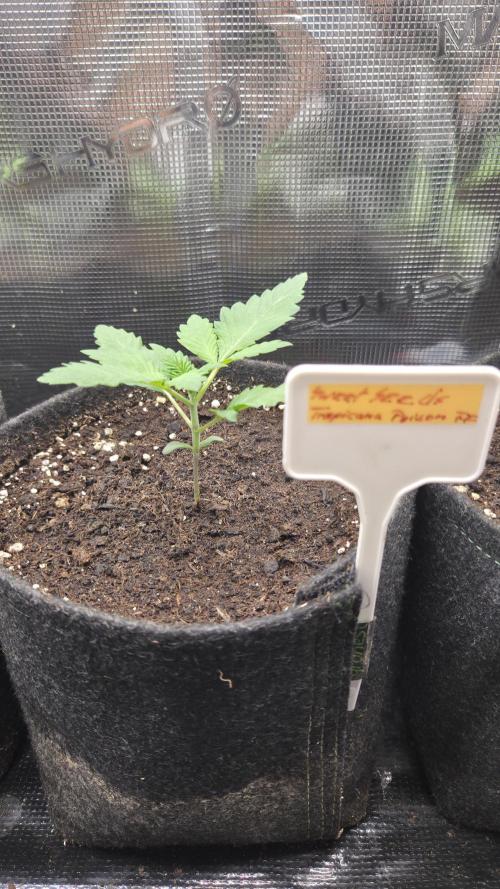 Tropicanna Poison F1 Fast Version. Week 1