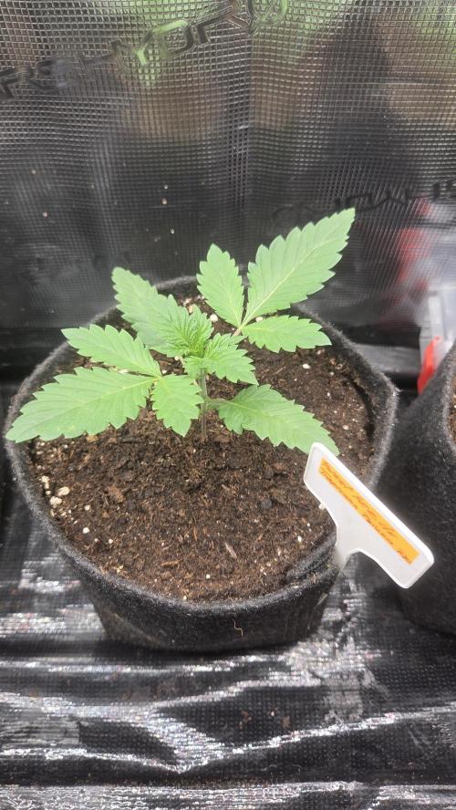 Tropicanna Poison F1 Fast Version. Week 1