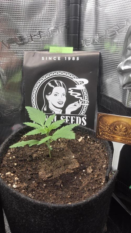 CCG / Sensi Malibu OG Gold. Week 1 - Tag 11