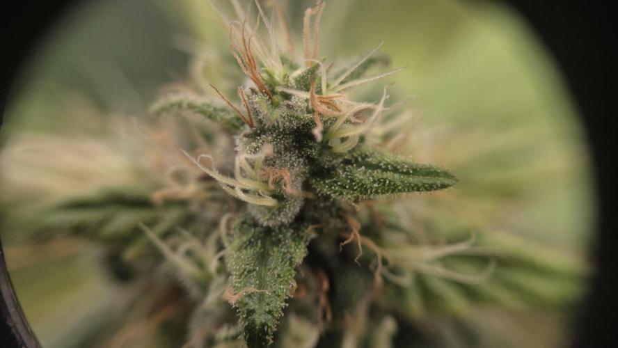 Kannabia Sunset Sherbet Go Fast. Week 16 - Tag 113
Blütetag 