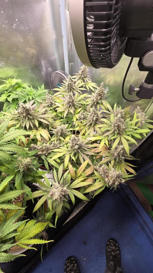 Kannabia Candy Cream Go Fast. Week 14 - Tag 103
Blütetag 67