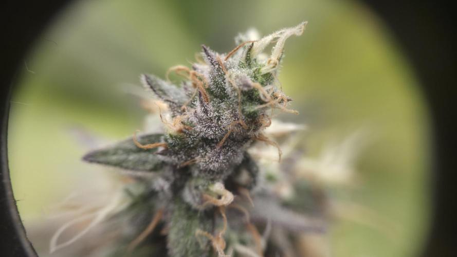 Kannabia Candy Cream Go Fast. Week 14 - Tag 103
Blütetag 67