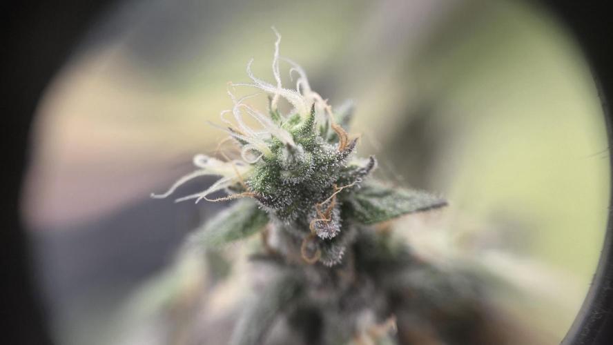 Kannabia Candy Cream Go Fast. Week 14 - Tag 103
Blütetag 67