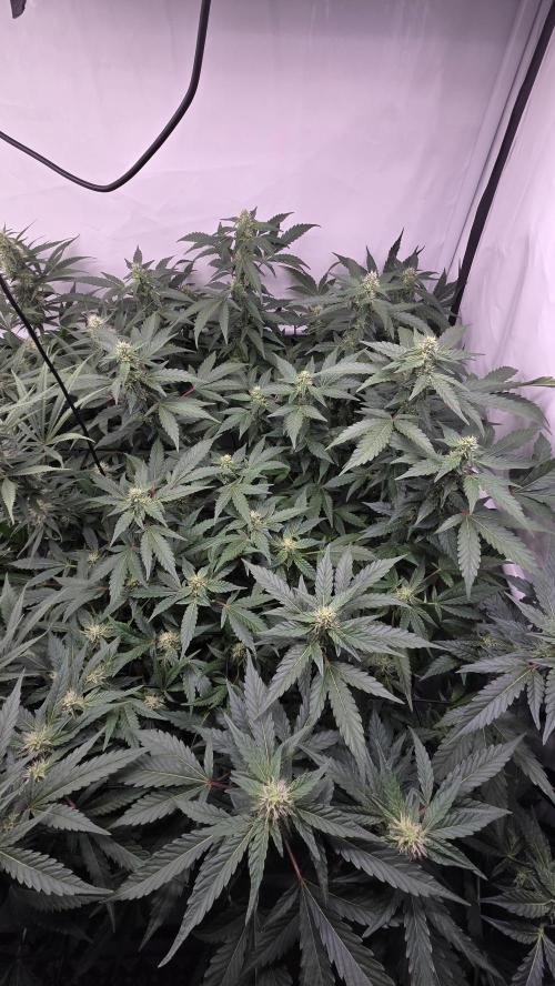 Kannabias Karibbean Mango. Week 10 - Tag 77
Blütetag 42