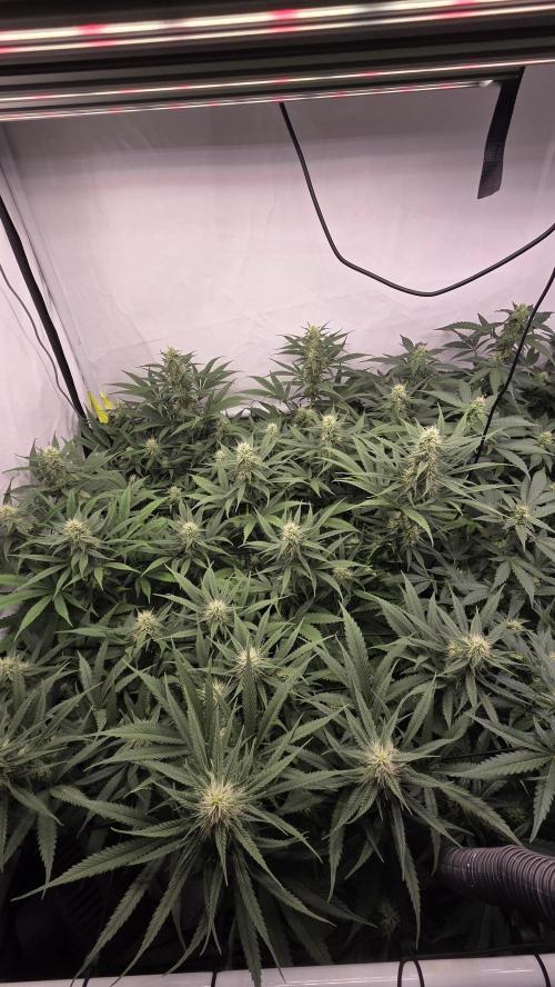 Kannabias Cherry Dream. Week 10 - Tag 77