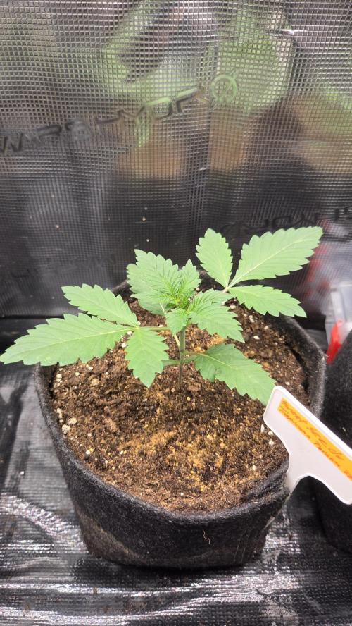 Tropicanna Poison F1 Fast Version. Week 1