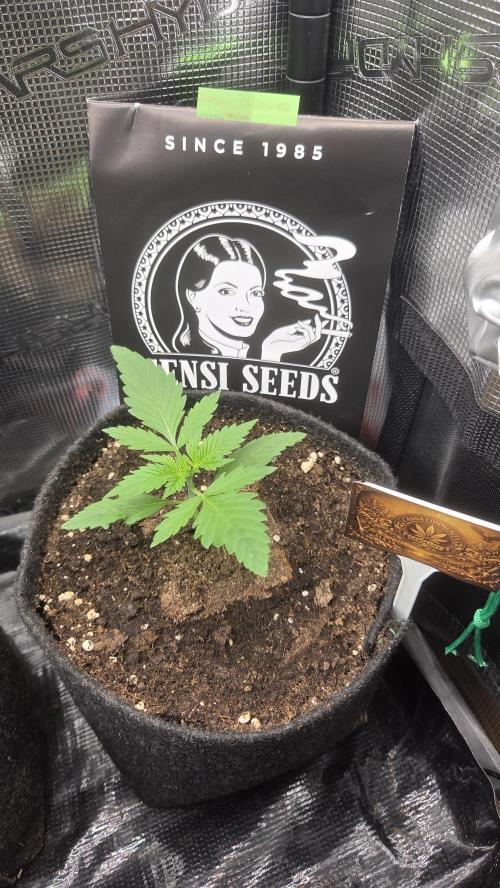 CCG / Sensi Malibu OG Gold. Week 1 - Tag 12