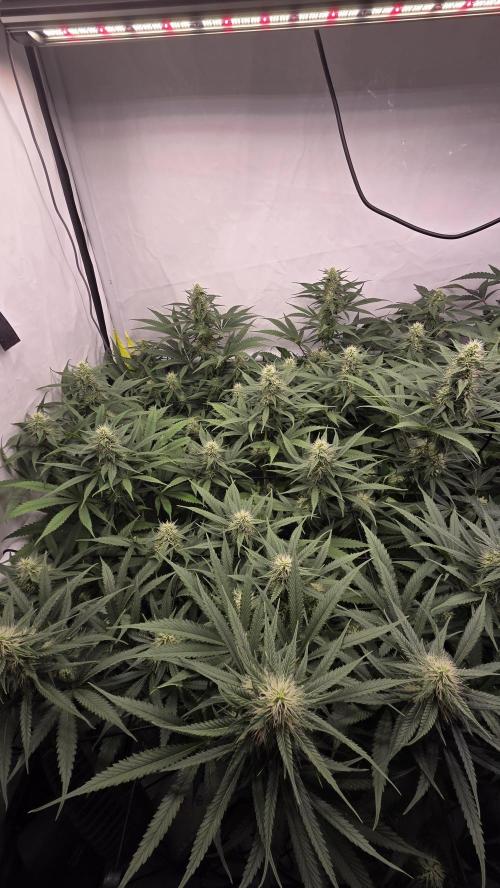 Kannabias Cherry Dream. Week 11 - Tag 78
Blütetag 43