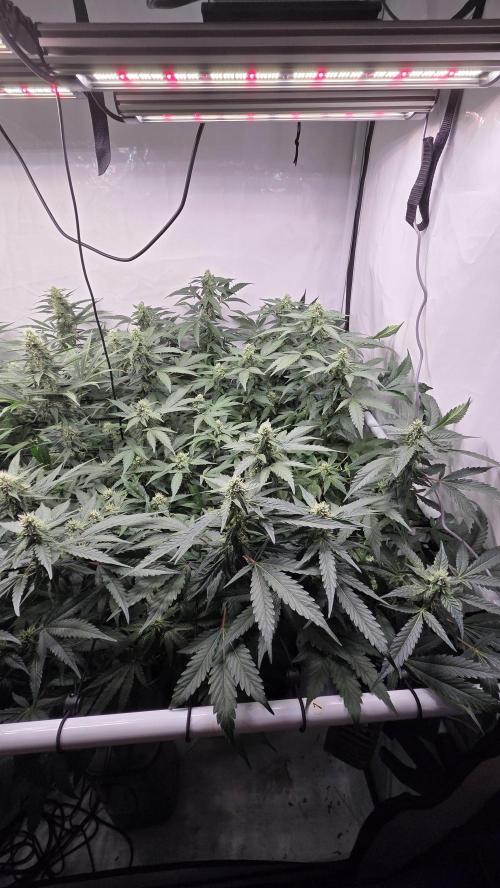 Kannabias Karibbean Mango. Week 11 - Tag 78