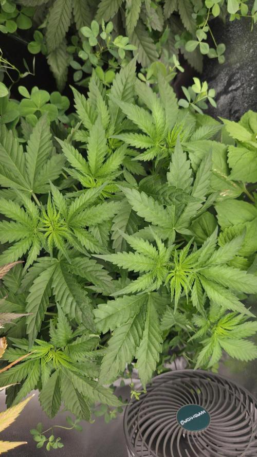 T.H.Seeds Bubble Banana Gum. Week 5 - Tag 40
Blütetag 5