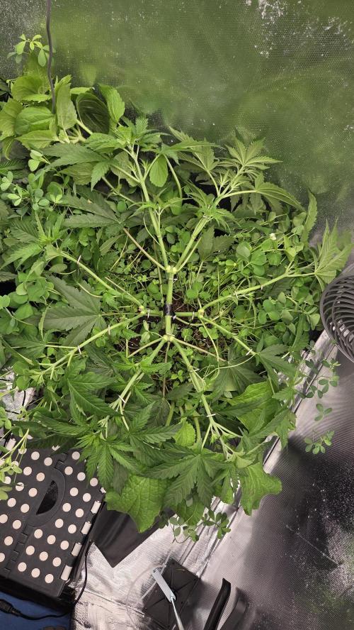 T.H.Seeds Bubble Banana Gum. Week 5 - Panzertape heilt alle Wunden.