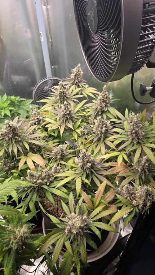 Kannabia Candy Cream Go Fast. Week 14 - Tag 105
Blütetag 68