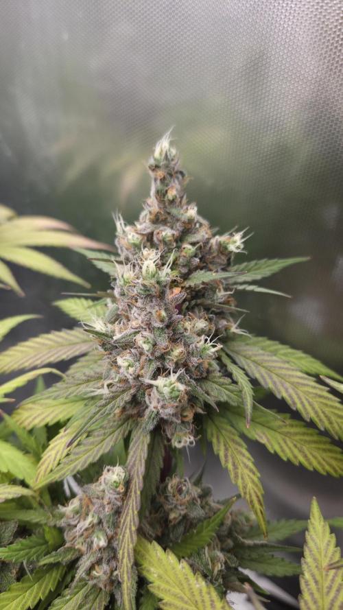Kannabia Candy Cream Go Fast. Week 14 - Tag 105
Blütetag 68